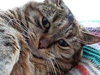 Katze frontal