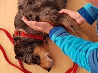 Behandlung Hund