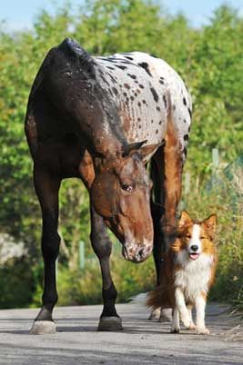 Pferd mit Hund