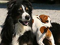 zwei spielende Hund