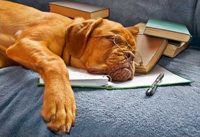 ADUT Hund