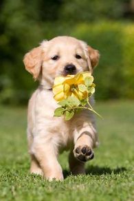 Hund mit Blume